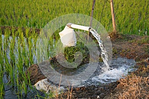 Irrigation of rice fields using pump.
