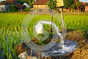 Irrigation of rice fields using pump.