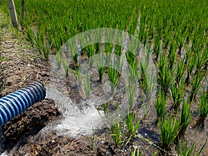 Irrigation of rice fields using pump wells with the technique of pumping water