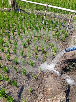 Irrigation of rice fields using pump wells with the technique of pumping water