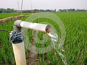 Irrigation of rice fields using pump wells with the technique of pumping water.