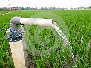 Irrigation of rice fields using pump wells with the technique of pumping water.