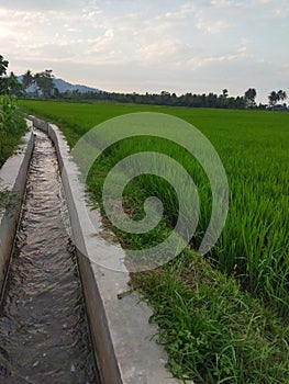 The irrigation in the rice fields is very good and the scenery is very beautiful.