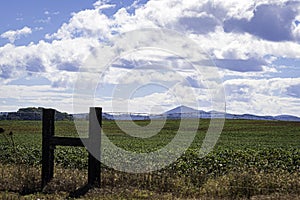 Irrigation rig in a field of cotton