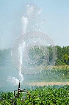 Irrigation spout in a field