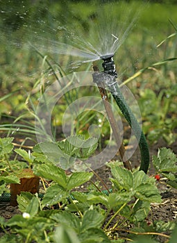 Irrigation sprinkler watering garden