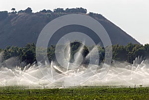 Irrigation sprinklers on peanut field