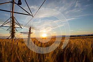 Irrigation system above the field with ripe wheat. Behind is a beautiful sunset