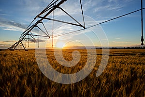 Irrigation system, artificial rain, above a field of ripe wheat at sunset