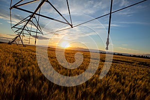 Irrigation system, artificial rain, above a field of ripe wheat at sunset. The grain is ready for harvest