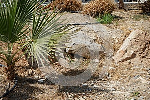 Irrigation system in hot climates. Pefki, Rhodes Island, Greece