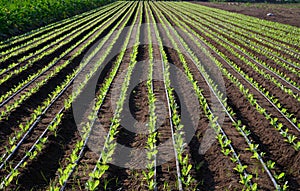 Irrigation system on lettuce green salad fields in hot climate, Lazio, Italy
