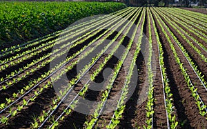 Irrigation system on lettuce green salad fields in hot climate, Lazio, Italy