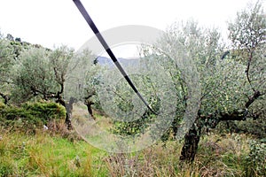 Irrigation system in olive grove