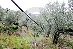 Irrigation system in olive grove
