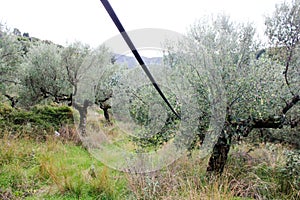 Irrigation system in olive grove