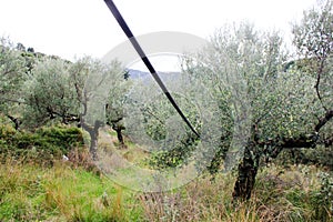 Irrigation system in olive grove