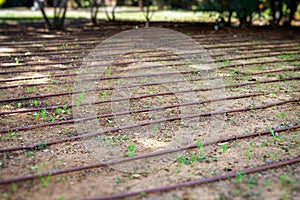 Irrigation system for plants and trees with pipes on earth in an israeli park