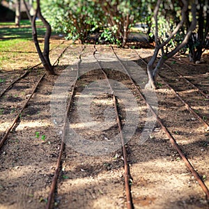 Irrigation system for plants and trees with pipes on earth in an israeli park