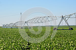 Irrigation system on soybean field. Modern agriculture.