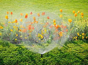 Irrigation system water sprinkler working in garden