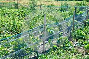 Irrigation system for watering agricultural plants on a Snail Farm.