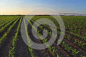 Irrigation system watering corn field