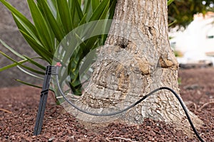 Irrigation system for watering plants. Automatic sprinkler.