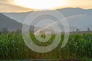 Irrigation system watering young green corn field in the agricultural garden by water springer at sunset