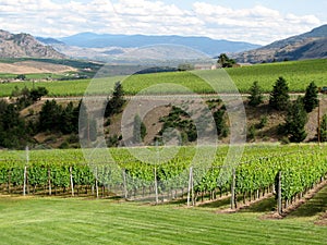 Irrigation system on a wine field