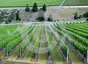 Irrigation system on a wine field
