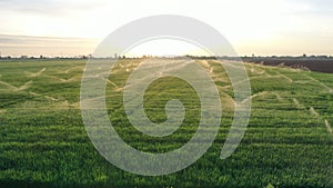 Irrigation systems are in grass field at sunset. Aerial view. Agricultural activity. Spring landscape.