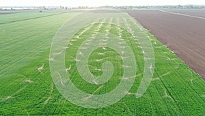 Irrigation systems are in grass field at sunset. Aerial view. Agricultural activity. Spring landscape.