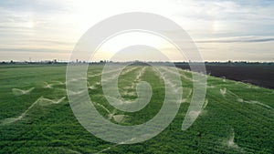 Irrigation systems are in grass field at sunset. Aerial view. Agricultural activity. Spring landscape.