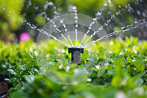 Irrigation systems such as drip irrigation, soaker hoses, and sprinkler placement based on plant types and water requirements