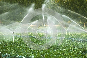 Irrigation systems in a vegetable garden