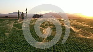 Irrigation systems are working in agricultural field at sunset. Aerial shot. Drone, Mavic pro. Water system. Slow motion.