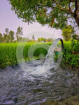 Irrigation by using a ground water pump or tube well in the agricultural rice field