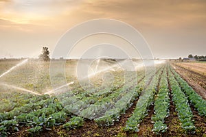 Irrigation of vegetables