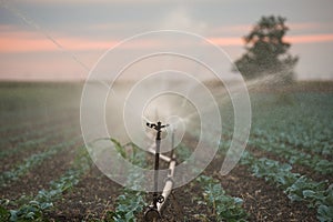 Irrigation of vegetables