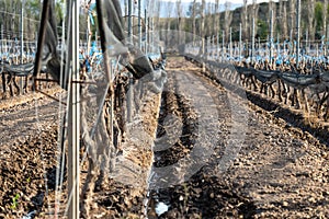 Irrigation of vineyards by water channel