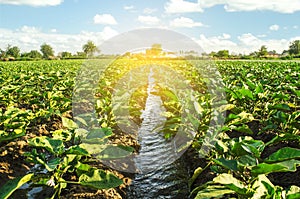 An irrigation water canal passes through the eggplant plantation. Caring for plants, growing food. Agriculture and agribusiness.