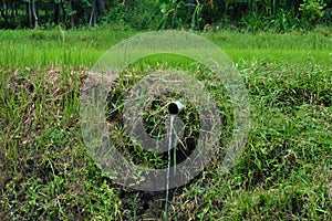 Irrigation Water Falling Through Plastic Pipe Installed In Middle Of Rice Fields