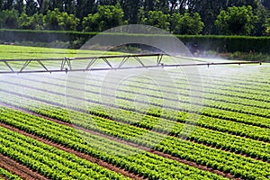 Irrigation water mist