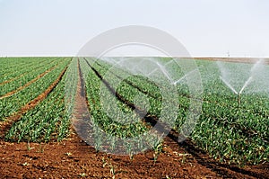 Irrigation wheat