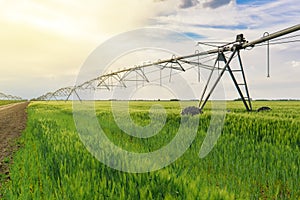 Irrigation in wheat field