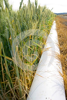 Irrigation of a wheat field