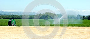 Irrigation on a wheat field