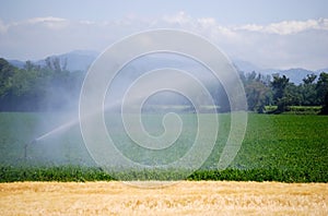 Irrigation on a wheat field