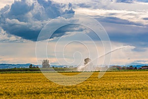 Irrigation on wheat fields